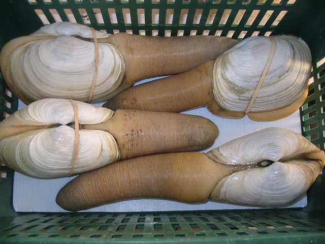 Tu[-]hài[-]giá[-]10[-]triệu[-]đồng/con[-]vẫn[-]khiến[-]chị[-]em[-]"điên[-]đảo"[-]vung[-]tiền[-]mua